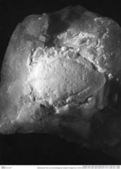 Historisches Foto von Annuntidiogenes hoelderi (Fraaije et al., 2019) (NHMW-AFW-GEO-BACHMAYER-FOTO-1990-0041-3958)